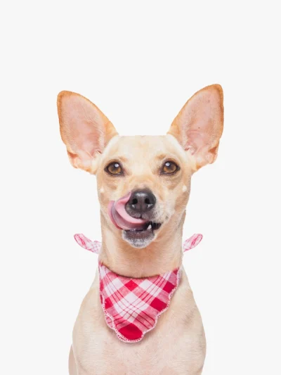 Grooming Pet Wipes